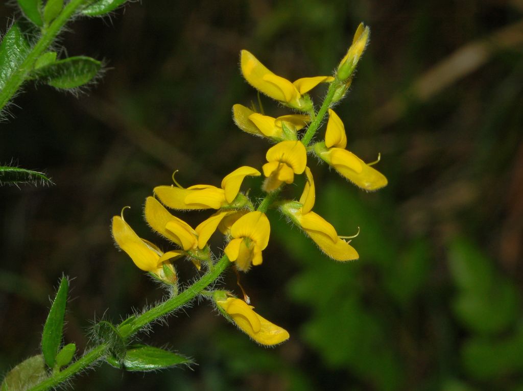 Genista germanica / Bulimacola